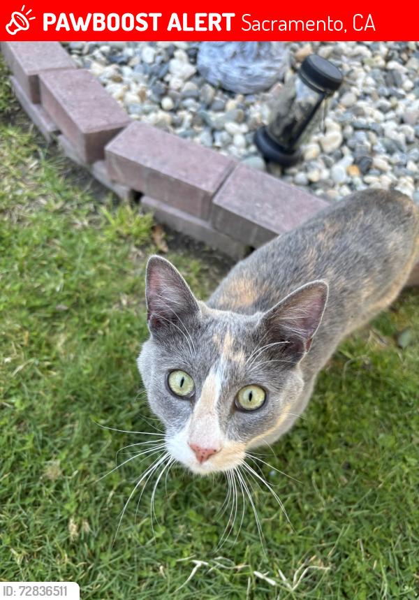 Lost Female Cat last seen Lancaster Way and Warren Ave near Sutterville and Interstate 5, Sacramento, CA 95822