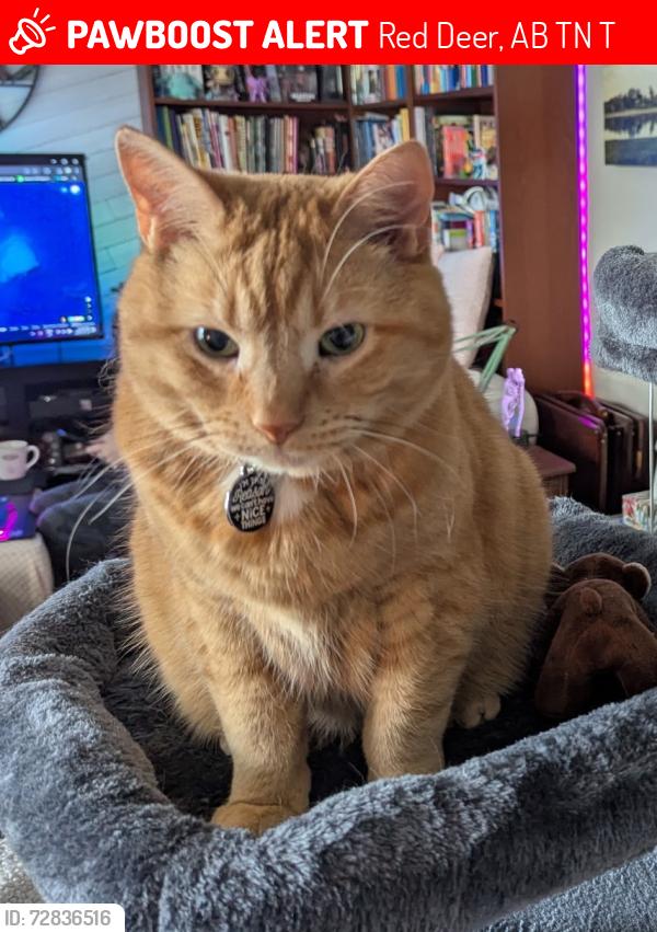 Lost Male Cat last seen Eastview , Red Deer, AB T4N 2T7