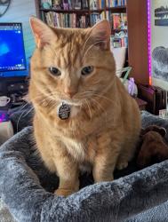 Lost Male Cat last seen Eastview , Red Deer, AB T4N 2T7