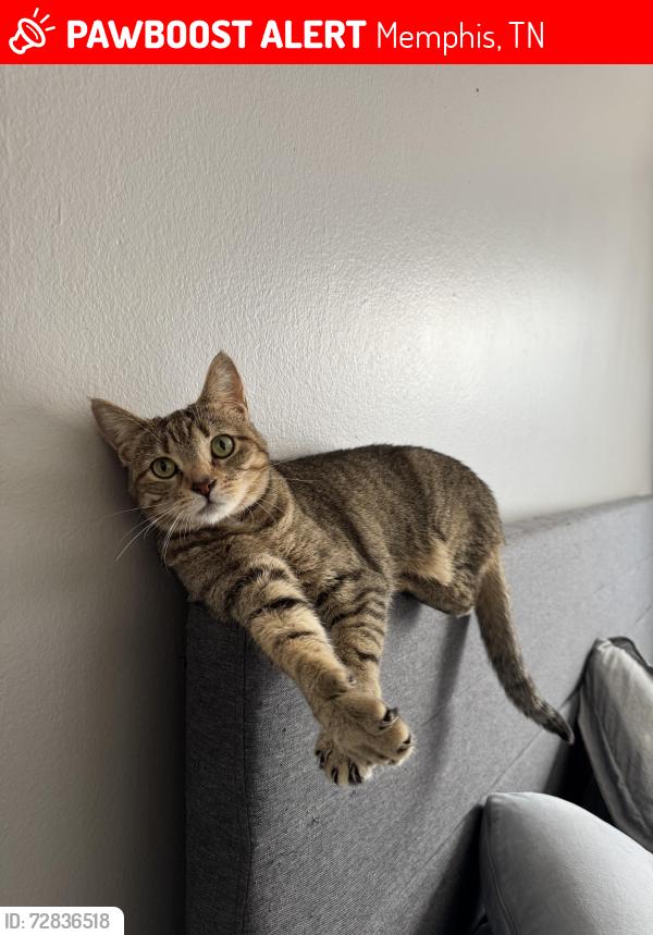 Lost Female Cat last seen South White Station Rd near sea isle park and Dee road , Memphis, TN 38117