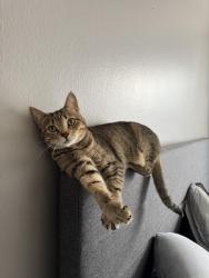 Lost Female Cat last seen South White Station Rd near sea isle park and Dee road , Memphis, TN 38117