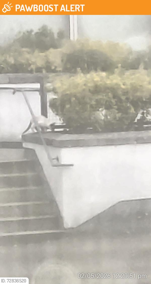 Found/Stray Female Cat last seen Tall flts , Kinning Park, Scotland G51 1HR