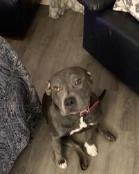 Lost Female Dog last seen Near Bethabara Rd, Winston-Salem, NC 27106