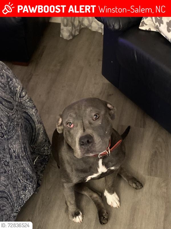 Lost Female Dog last seen Near Bethabara Rd, Winston-Salem, NC 27106