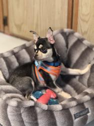 Lost Male Dog last seen Collins aire mobile  park, Fort Collins, CO 80524