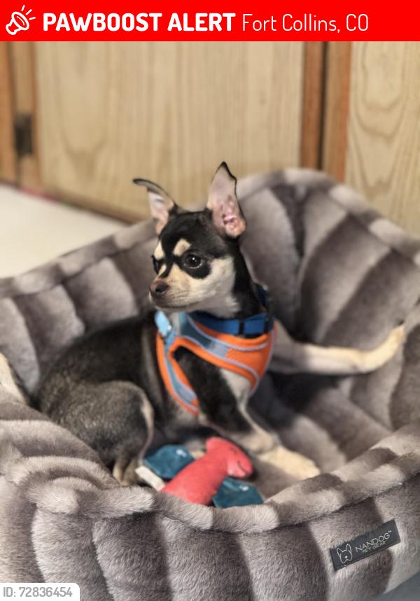Lost Male Dog last seen Collins aire mobile  park, Fort Collins, CO 80524