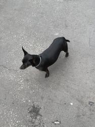 Found/Stray Male Dog last seen Us 27, Lake Wales, FL 33853