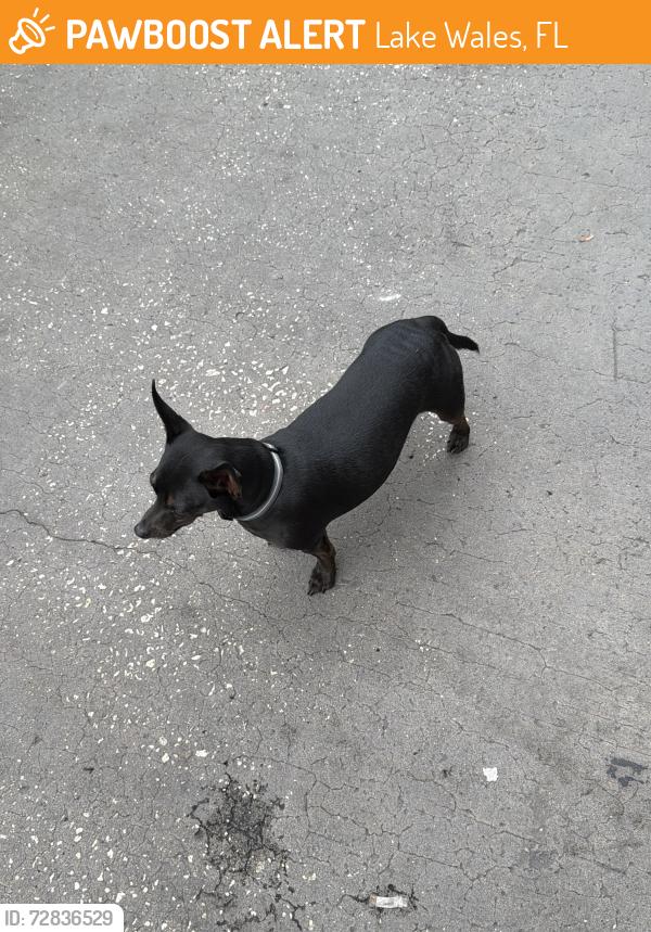 Found/Stray Male Dog last seen Us 27, Lake Wales, FL 33853
