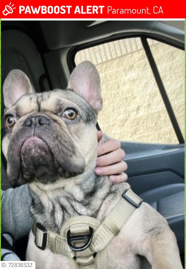 Lost Male Dog last seen Alondra, Paramount, CA 90723