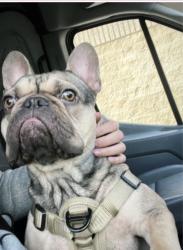 Lost Male Dog last seen Alondra, Paramount, CA 90723