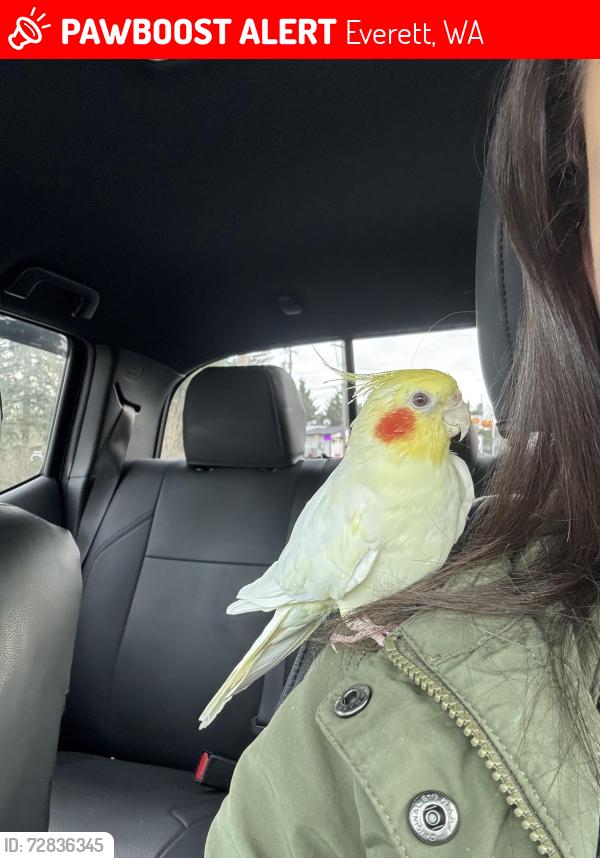 Lost Male Bird last seen Near 126th PL SE, Everett, Everett, WA 98208