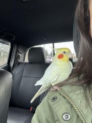 Lost Male Bird last seen Near 126th PL SE, Everett, Everett, WA 98208