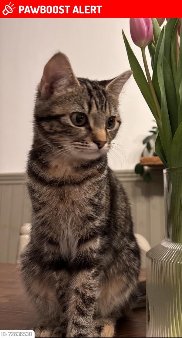 Lost Female Cat last seen Celandine close Mountsorrel, Mountsorrel, England 