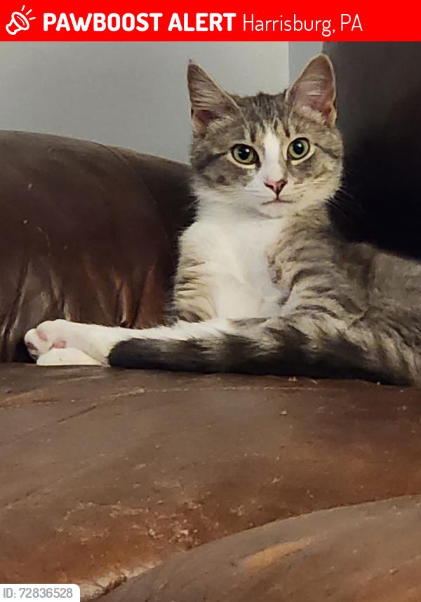 Lost Female Cat last seen Paxton Mill ests , Harrisburg, PA 17110