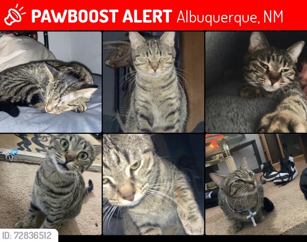 Lost Female Cat last seen Candelaria in between 12th St. and Rio Grande, Albuquerque, NM 87107