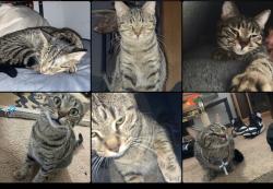 Lost Female Cat last seen Candelaria in between 12th St. and Rio Grande, Albuquerque, NM 87107
