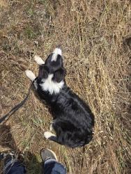 Found/Stray Male Dog last seen AVE 384 & Road 156, Seville, CA 93292