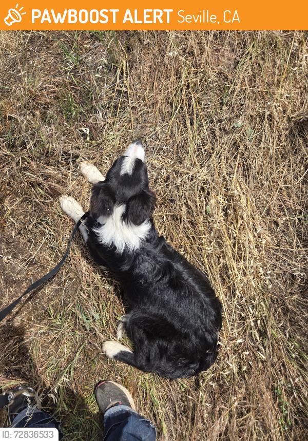 Found/Stray Male Dog last seen AVE 384 & Road 156, Seville, CA 93292