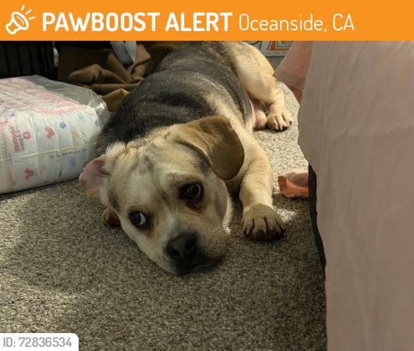Found/Stray Male Dog last seen Frazee rd by the CVS & 7/11, Oceanside, CA 92057