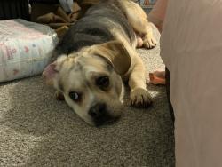 Found/Stray Male Dog last seen Frazee rd by the CVS & 7/11, Oceanside, CA 92057
