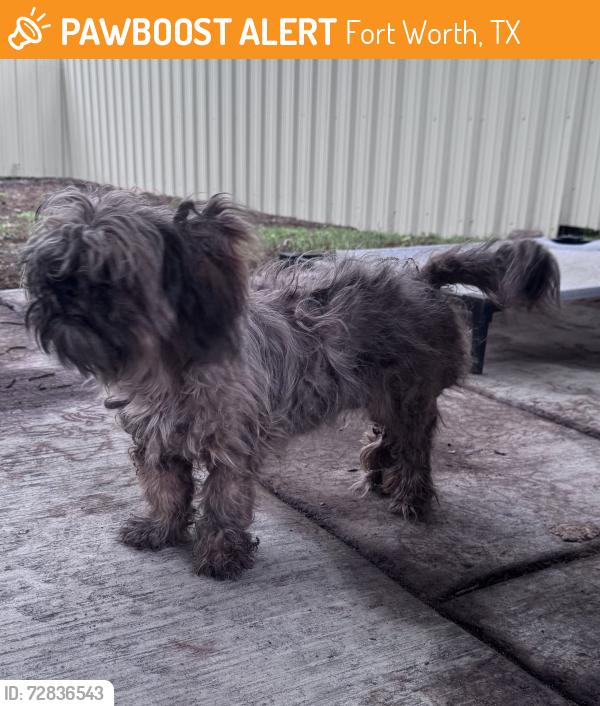 Found/Stray Unknown Dog last seen Mccart Avenue/ seminary street , Fort Worth, TX 76133