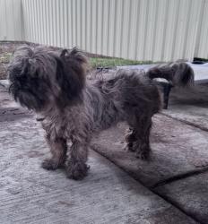 Found/Stray Unknown Dog last seen Mccart Avenue/ seminary street , Fort Worth, TX 76133