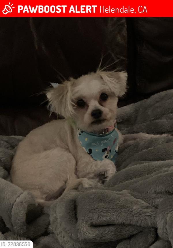 Lost Female Dog last seen Hummingbird ln , Helendale, CA 92342