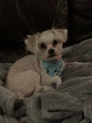 Lost Female Dog last seen Hummingbird ln , Helendale, CA 92342
