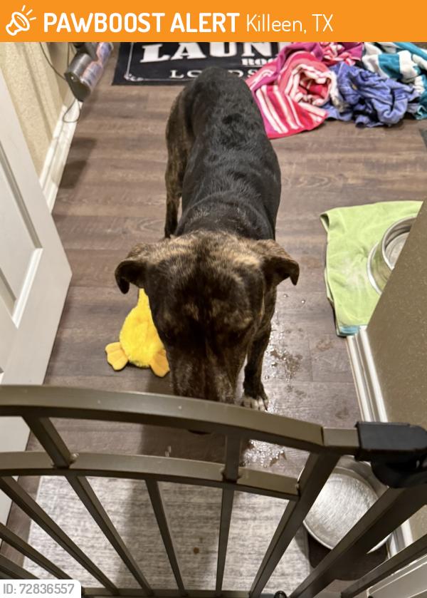 Found/Stray Male Dog last seen Fowler Elementary School, Killeen, TX 76549