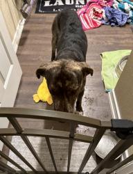Found/Stray Male Dog last seen Fowler Elementary School, Killeen, TX 76549