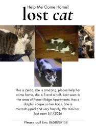 Lost Female Cat last seen Eva Marie Way, Knoxville, TN 37931