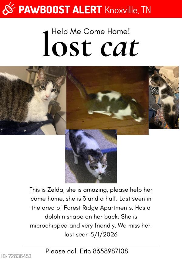 Lost Female Cat last seen Eva Marie Way, Knoxville, TN 37931