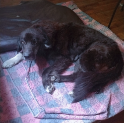 Found/Stray Female Dog last seen Pilot flying J in Resaca, Resaca, GA 30735
