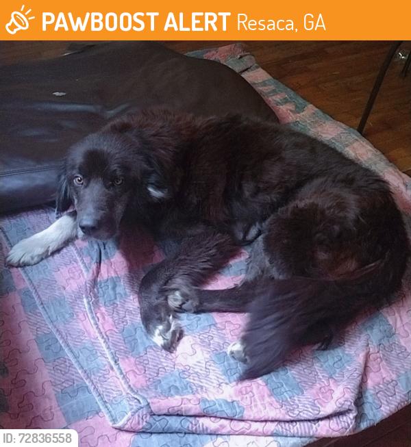Found/Stray Female Dog last seen Pilot flying J in Resaca, Resaca, GA 30735