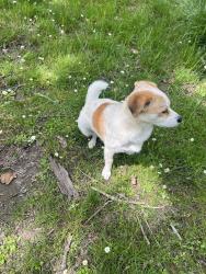 Found/Stray Unknown Dog last seen High & Lefelle, Salem, OR 97302