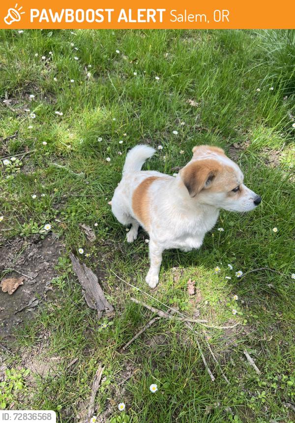 Found/Stray Unknown Dog last seen High & Lefelle, Salem, OR 97302
