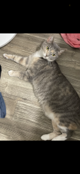 Lost Female Cat last seen Rhodora ridge Emerson woods way neighborhood, Lexington, KY 40517