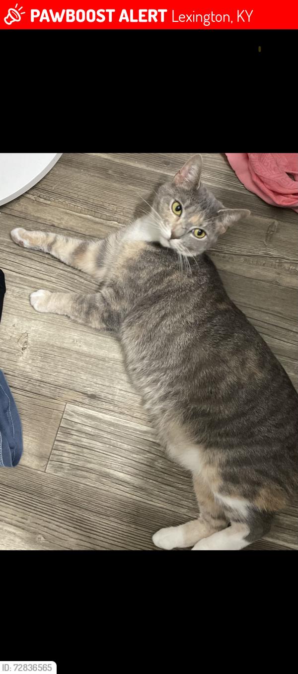 Lost Female Cat last seen Rhodora ridge Emerson woods way neighborhood, Lexington, KY 40517