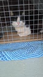 Found/Stray Unknown Cat last seen Near 14th Ave and 16th Street South , Birmingham, AL 35205