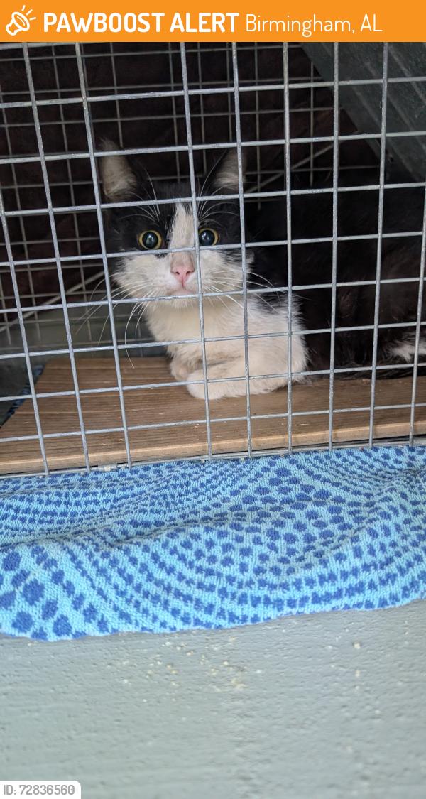 Found/Stray Unknown Cat last seen Near 14th Ave and 16th Street South , Birmingham, AL 35205