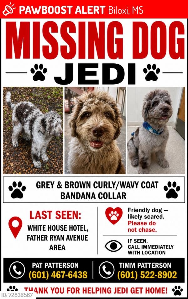 Lost Male Dog last seen Father Ryan, Irish Hill, White hse Hotel , Biloxi, MS 39530