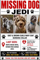 Lost Male Dog last seen Father Ryan, Irish Hill, White hse Hotel , Biloxi, MS 39530