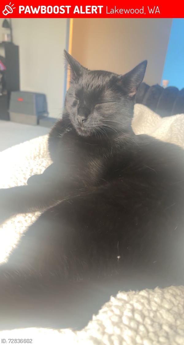 Lost Female Cat last seen Jblm, Lakewood, WA 98439