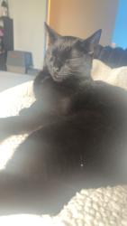 Lost Female Cat last seen Jblm, Lakewood, WA 98439