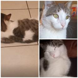 Lost Male Cat last seen Calle monte Blanco , Juárez, Chih. 32575
