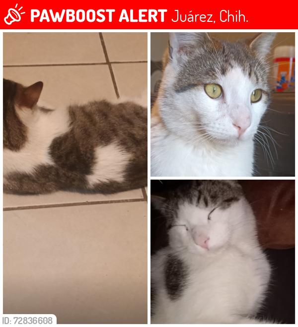 Lost Male Cat last seen Calle monte Blanco , Juárez, Chih. 32575