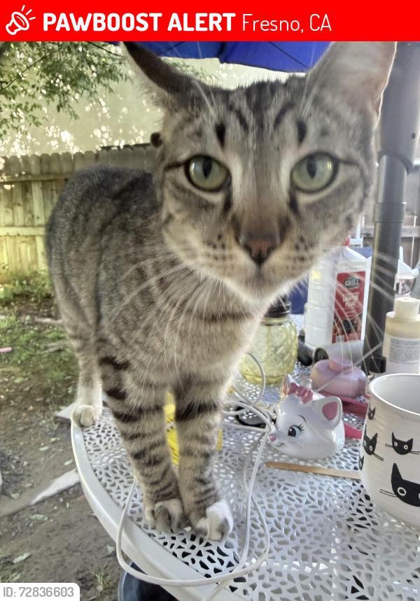 Lost Female Cat last seen Maple and Perrin, Fresno, CA 93720