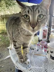 Lost Female Cat last seen Maple and Perrin, Fresno, CA 93720
