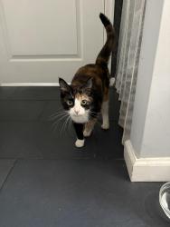Found/Stray Female Cat last seen Arch and chestnut, Norristown, PA 19401