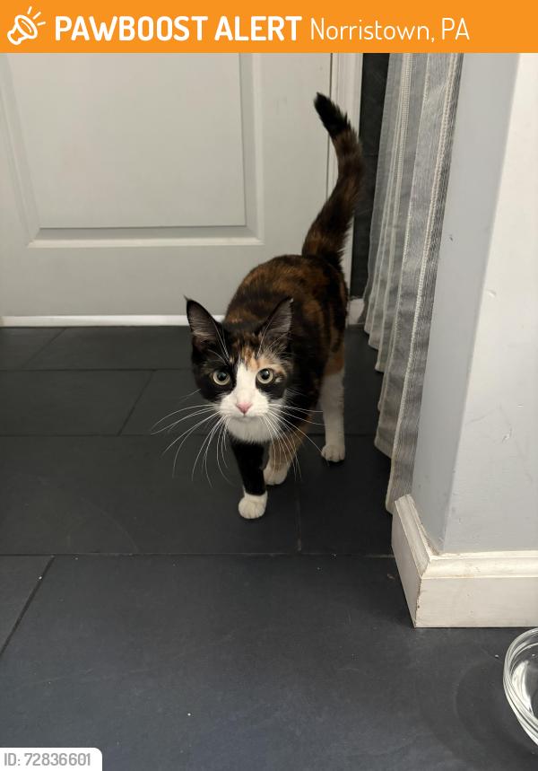 Found/Stray Female Cat last seen Arch and chestnut, Norristown, PA 19401